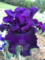 Iris Diabolique